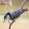 Male White-breasted Nuthatch
