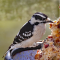 Female Downy Woodpecker