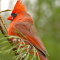 Cardinal in a pine
