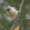 Tufted Titmouse ready to drop down to the feeder