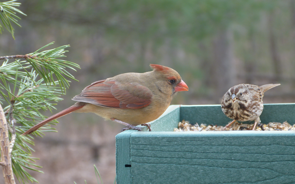 Northern Cardinal and Song Sparrow - FeederWatch