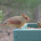 Northern Cardinal and Song Sparrow