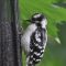Juvenile Downy woodpecker contemplating  a new type of feeder.