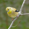 Female American Goldfinch