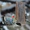 Red-bellied Woodpecker – Male Counter-attack on Starling