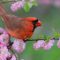 Northern Cardinal eating Flowering Almond Blossom