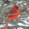 Snowy day cardinals