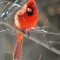 The Cardinal Glare