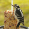 Hairy Woodpecker female at a seed log