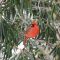 Northern  cardinal on rhododendron