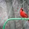 Northern Male Cardinal