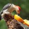 Red-Bellied Woodpecker enjoys a treat