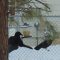 Raven at hanging feeder