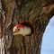 Red bellied woodpecker