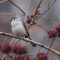 Titmouse in berry plant
