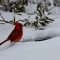 Cardinal at heated birdbath after snow