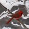 Cardinal in snow covered tree.
