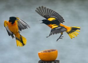 Baltimore Orioles flying above an orange half, one flying at the other in apparent defense of the orange half.