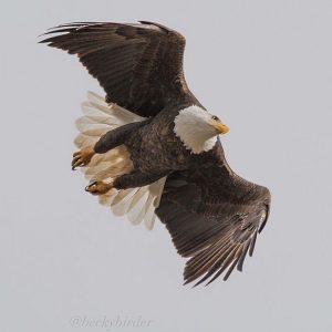 Bald Eagle soaring overhead.