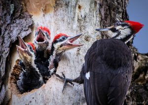 three Pileated Woodpecker nestlings reach out of a hole in a tree with their mouths wide open, while a =n adult perches on the tree trunk to the right of the hole.