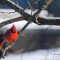 A Cardinal Winter