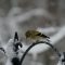 Snowstorm Goldfinches