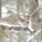 Fox Sparrow in the Snow