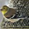 Winter Plumage Goldfinch