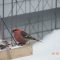 On a Feeder Count day…Pine Grosbeaks