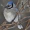 Blue Jay Freezing in -40 wind chills