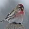 Redpoll Freezing His Feathers Off :-(