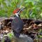 Pileated woodpecker having lunch