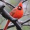 Male Northern Cardinal in the rain