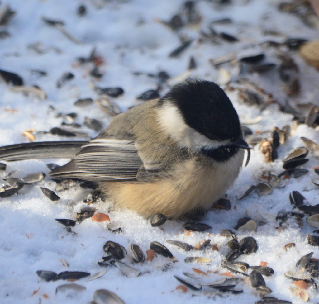 Black-capped Chickadee with a deformed beak. The top mandible is much longer than normal and curves down.
