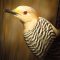 Golden-fronted Woodpecker loving peanut suet
