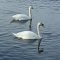 Mute swans on lake