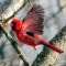 Just a Cardinal looking fabulous