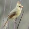 Female Cardinal