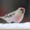 Silver frosted Redpoll