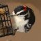 Artsy Hairy Woodpecker