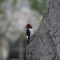 Red-headed Woodpecker on Alert