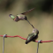Adult Calliope Hummingbird and Juvenile