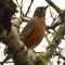 American Robins and Cedar Waxwings Berry Party