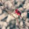 Male Cardinal in Winter