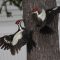 Two female Pileated Woodpeckers fighting over a male.
