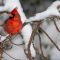 Red Cardinal on a Snowy Day