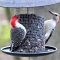 Mr. & Mrs. Red-bellied Woodpecker