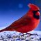 Winter Cardinal Visit