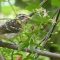 Baby Black-Headed Grosbeak Munching on Aster Flowers