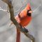 male cardinal awaiting turn at feeder platform.